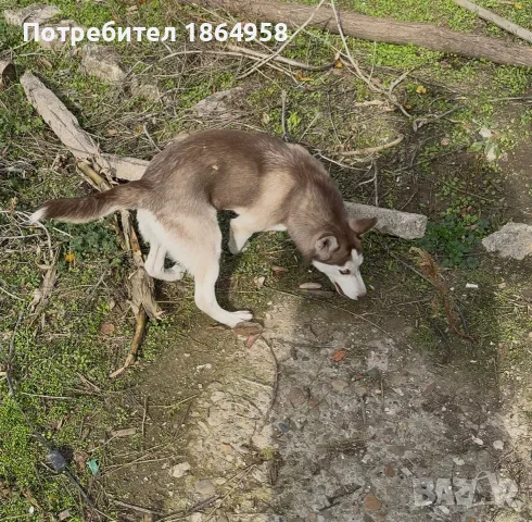 Хъски Женско Доставка, снимка 2 - Хъски - 56679577