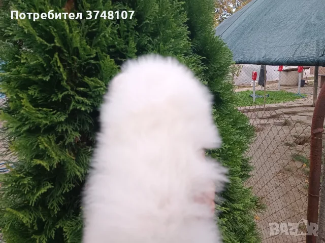 Померан/Померани , снимка 4 - Померан - 56741093