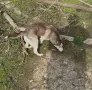 Хъски Женско Доставка, снимка 2