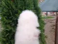 Померан/Померани , снимка 4