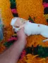 Продавам женско мини чихуахуа, снимка 1