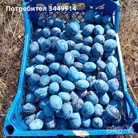 Масив био-сини сливи 36 дка, снимка 2 - Земеделска земя - 55260440