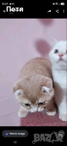 Разкошни шотландски котенца, снимка 11 - Британска късокосместа - 56688456