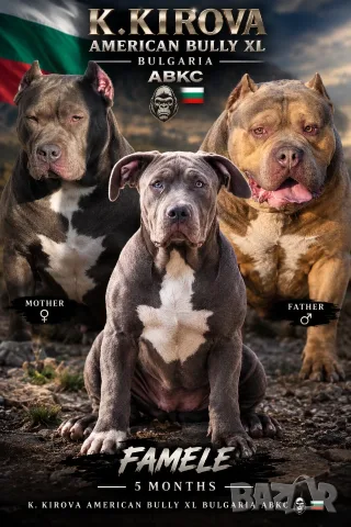 Американско були Хл American bully Xl 