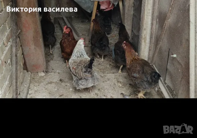 Свободни млади птици, снимка 3 - други­ - 56552167