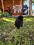 Померанчета момиченца и момченца!, снимка 3