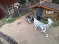 Кученца английски сетер, снимка 6
