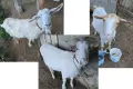 СПЕШНО! Продавам 3 КОЗИ, БРЕМЕННИ, снимка 1