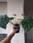 Бегония, begonia Persian brocade , снимка 4