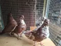 Продавам гълъби, снимка 2