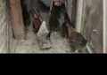Свободни млади птици, снимка 3
