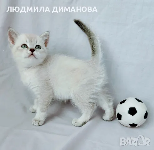 Шотландски мъжки женски със сини очи 