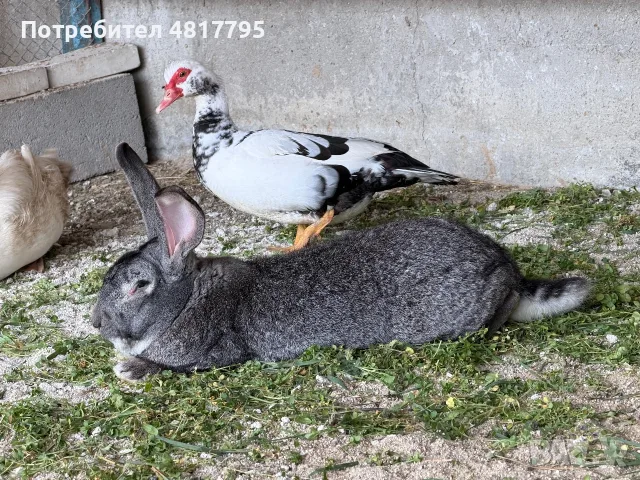 Продавам мъжки заек , снимка 2 - Други - 56639174