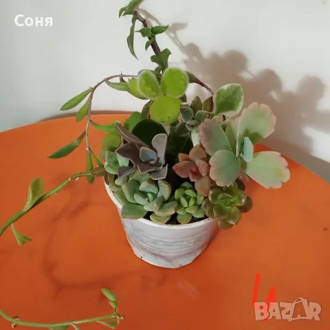 Сукуленти микс вкоренени, снимка 4 - Стайни растения - 56584249
