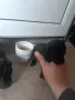 той мини пудел мн малко уникално , снимка 3