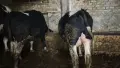продавам телета, снимка 2