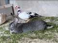 Продавам мъжки заек , снимка 2