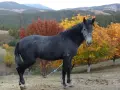 жребец и Кобилка бартер предлагайте , снимка 4