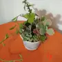 Сукуленти микс вкоренени, снимка 4