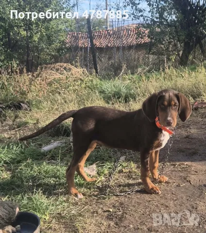 Шоколадово гонче