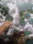 Европейска маслина, снимка 2