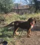 Шоколадово гонче, снимка 1