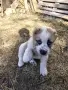 ПО ДОГОВАРЯНЕ! Малки алабайчета, снимка 4