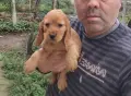 Кокер Шпаньол.. , снимка 2