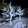 Декоративно дръвче, снимка 3