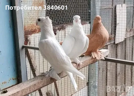 Бели сатинети и мъжки с кован капак 