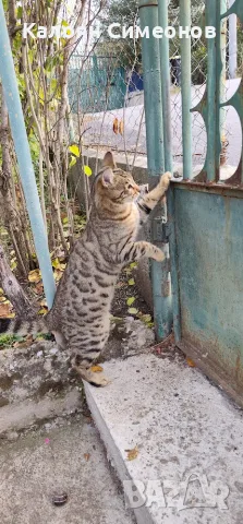 Мъжка бенгалска котка, снимка 4 - Бенгалски - 56696628