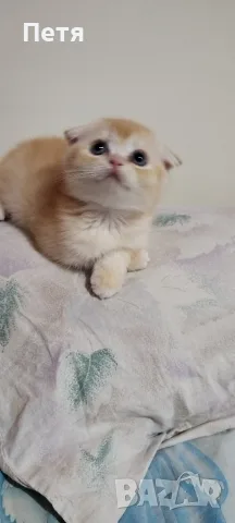 Разкошни шотландски котенца, снимка 3 - Британска късокосместа - 56688456