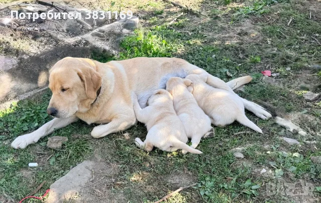 Продавам  мъжки бял лабрадор, снимка 4 - Лабрадор ретривър - 56561222