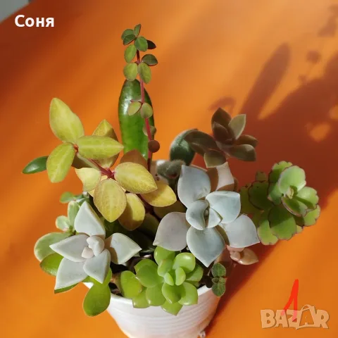 Сукуленти микс вкоренени