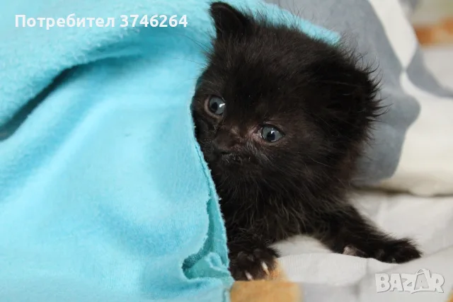 Черно котенце търси дом, снимка 8 - Други - 56600894