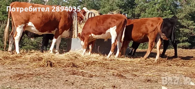 телета за клане и доугояване , снимка 9 - Крави - 56634921
