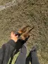 Белгийска овчарка, снимка 11