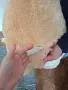 Плюшени  мечоци, снимка 5