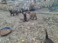 Белгийска овчарка, снимка 4