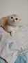 Разкошни шотландски котенца, снимка 3