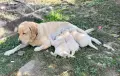 Продавам  мъжки бял лабрадор, снимка 4