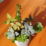 Сукуленти микс вкоренени, снимка 1