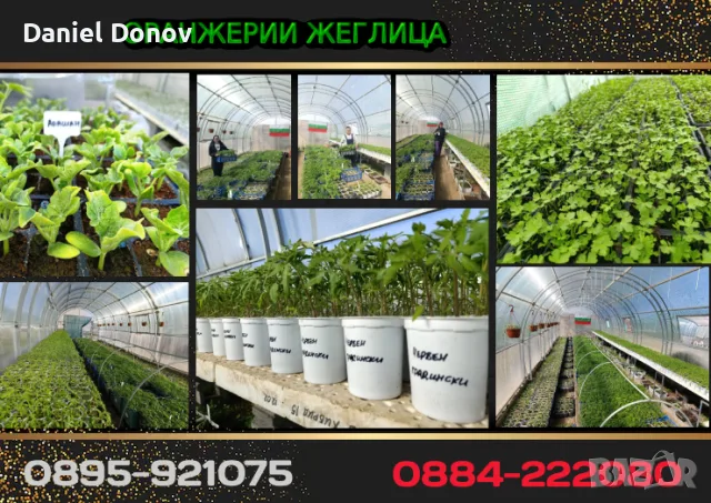 КАТАЛОГ РАЗСАДИ, ПРОЛЕТ–ЛЯТО 2027, снимка 3 - Разсади - 56742412