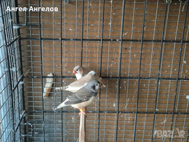 амадини зеброви амадини , снимка 2 - Амадини - 56600584