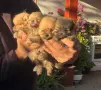 Продавам мини померан, снимка 1