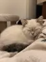 Шотландска правоуха, снимка 2