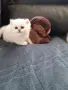 Котенца Мечта .Сребърни Чинчили , снимка 6