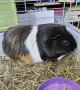 Морско свинче с клетка, снимка 2