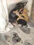      Чисто кръвни пинчери , снимка 2