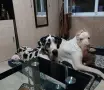 Немски дог Great dane, снимка 8